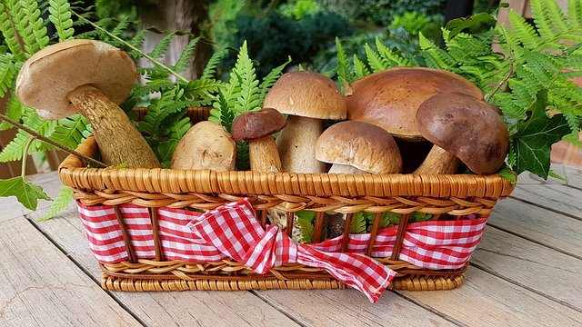Lesní houby, dubáky, jsou položeny v proutěném košíku s červenou stužkou, dozdobeny zeleným kapradím.