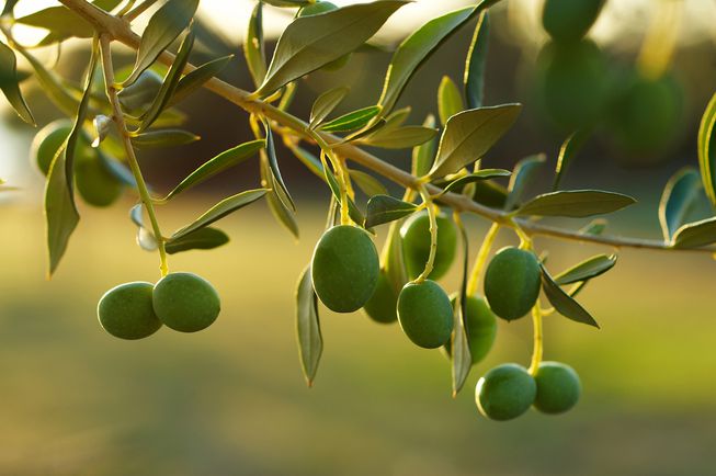 closeup-olives-on-branch.jpg.653x0_q80_crop-smart